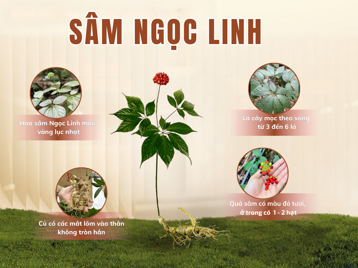 s&acirc;m ngọc linh c&oacute; mấy loại